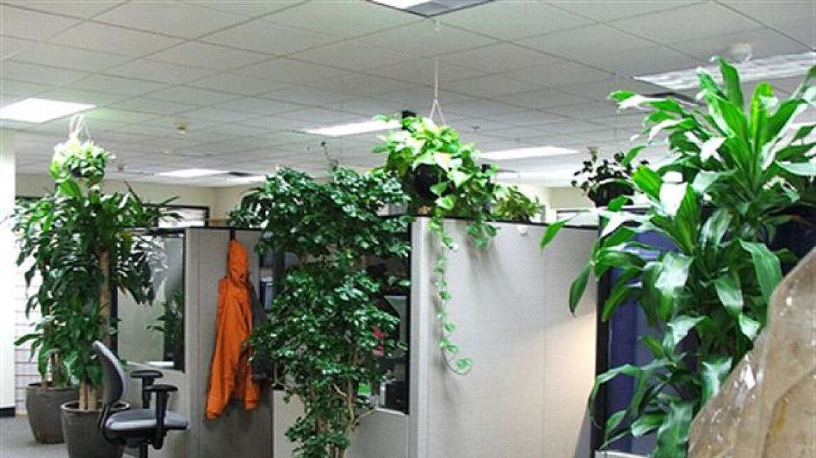 Τα φυτά στο γραφείο αυξάνουν την παραγωγικότητα