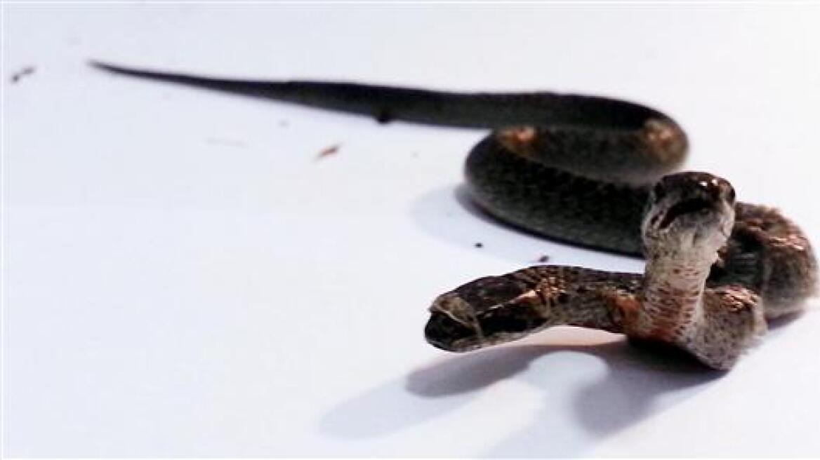 Τουρκία: Βρέθηκε φίδι με δύο κεφάλια!