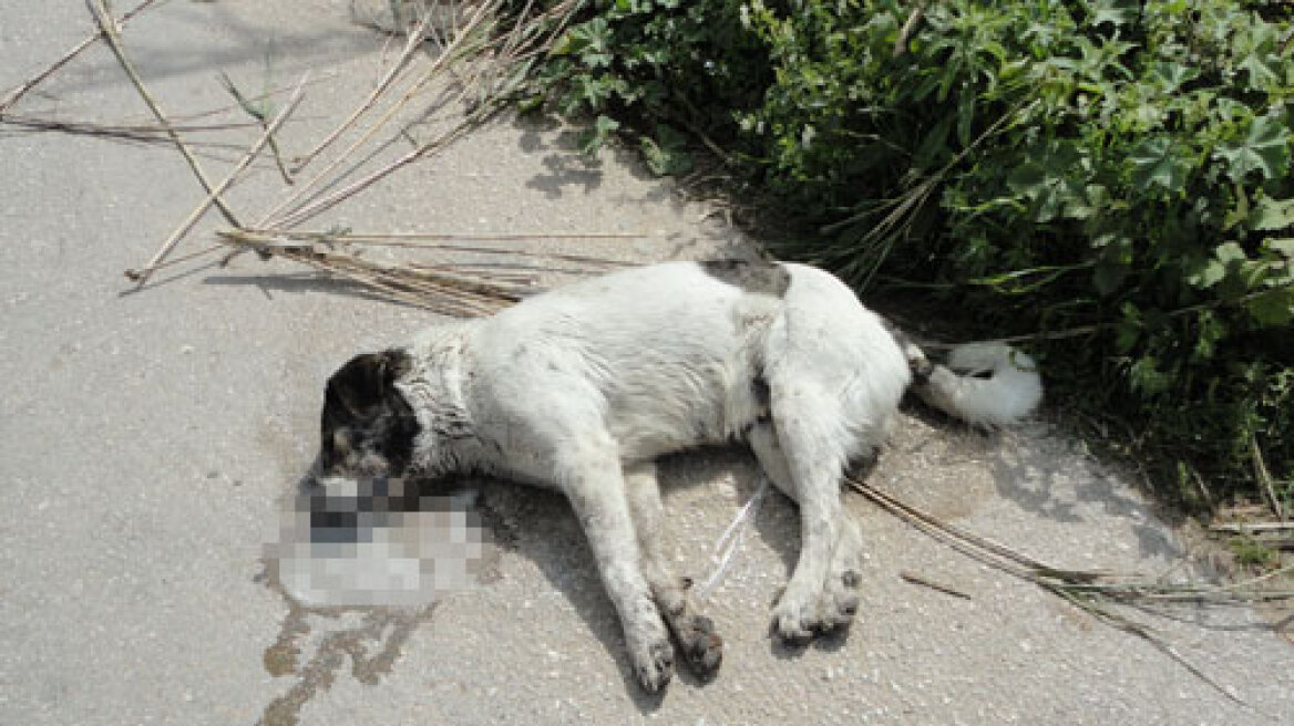 Κόνιτσα: Θανάτωσαν σκύλους με δηλητηριασμένα δολώματα 