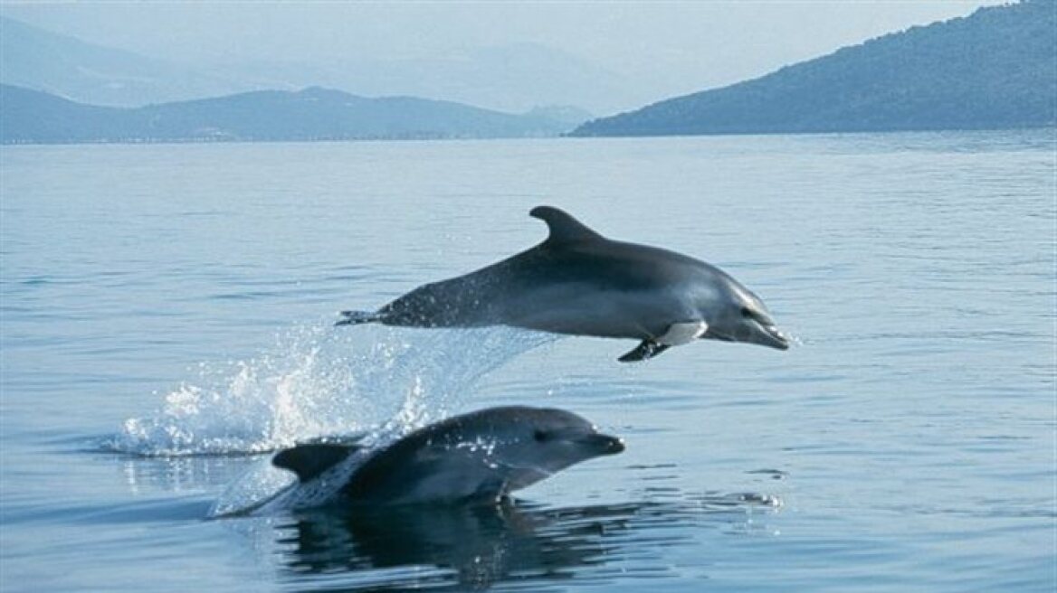 Όταν τα δελφίνια «κόβουν βόλτες» στο Θερμαϊκό...