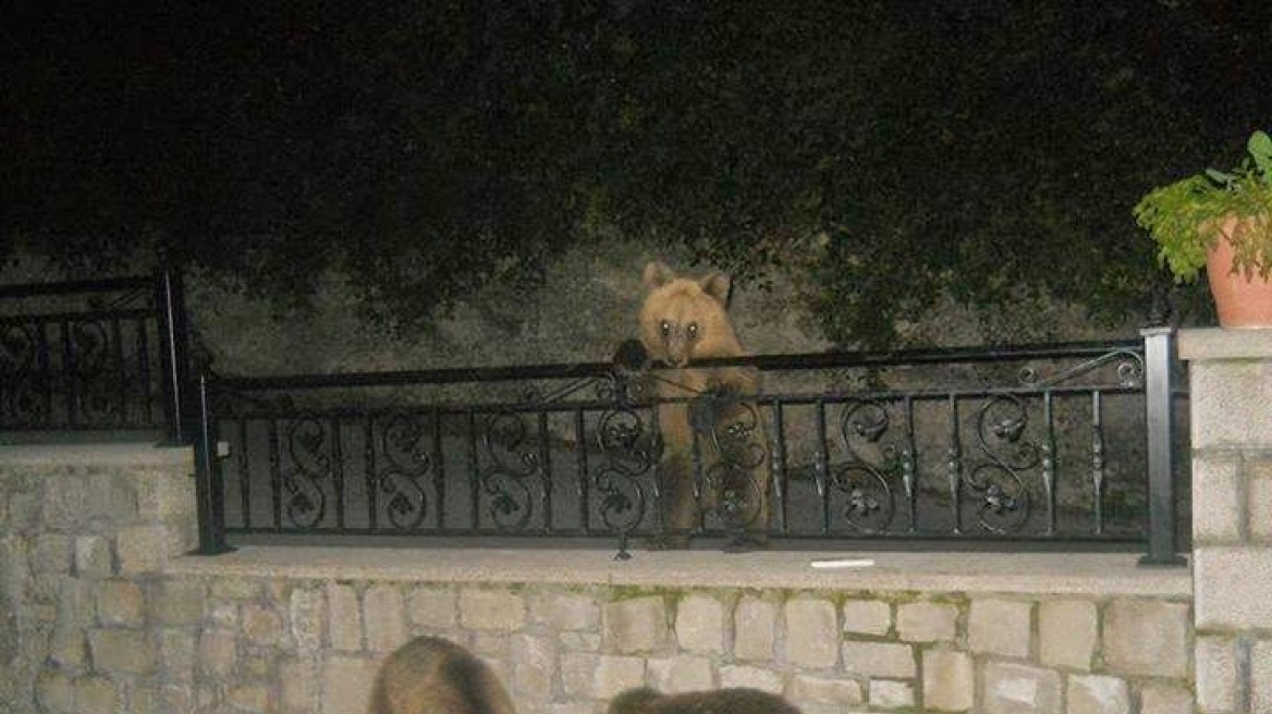 Φωτό: Τα τρία... αρκουδάκια κάνουν «κατάληψη» στις αυλές του Μετσόβου!