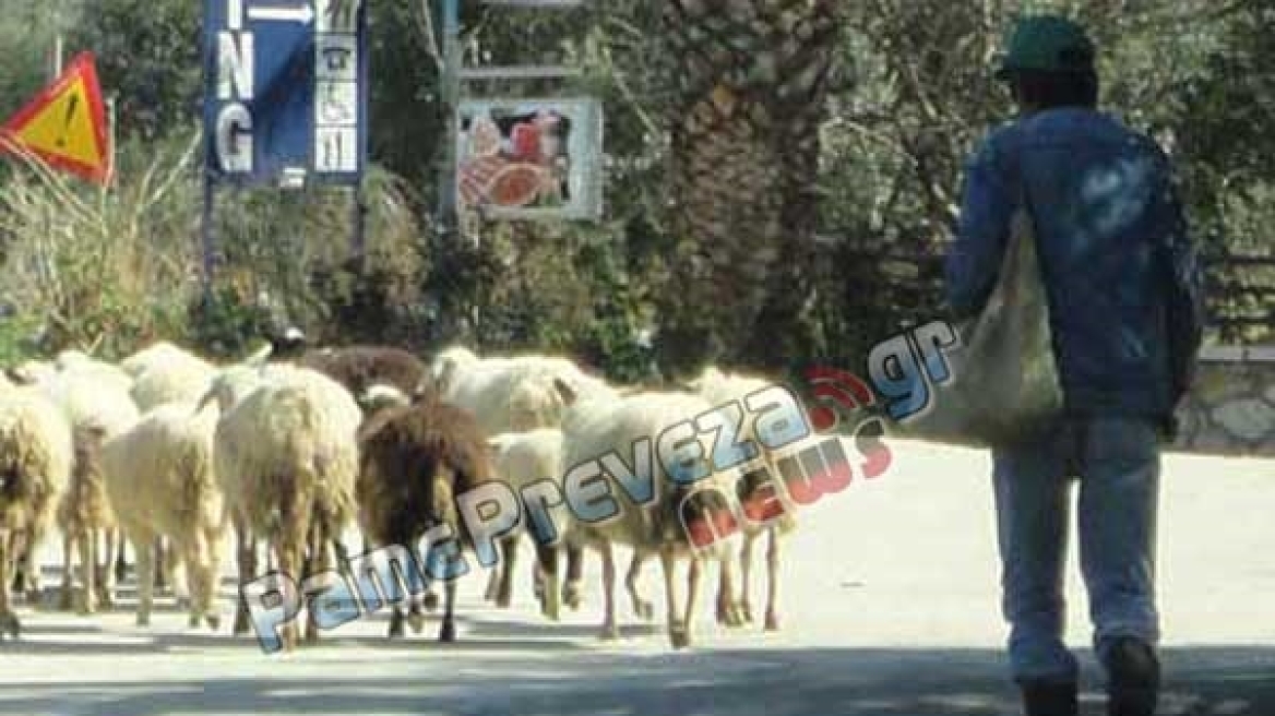 Πρέβεζα: Είκοσι νεκρά πρόβατα μετά από σύγκρουση κοπαδιού με αυτοκίνητο 