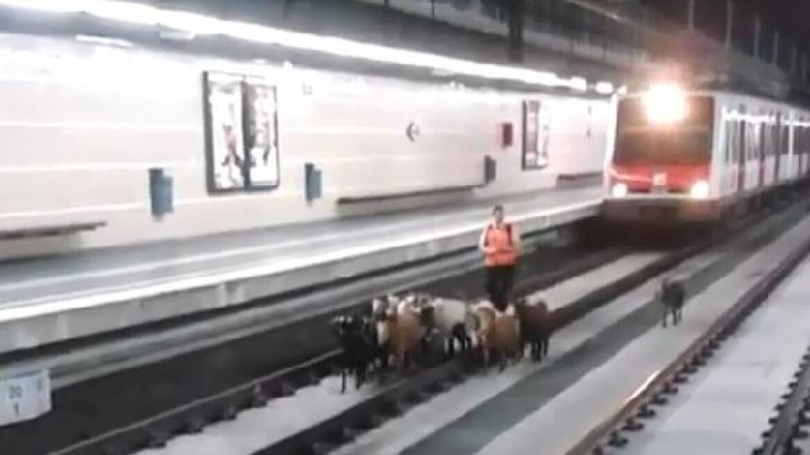 Βίντεο: Κατσίκες βγήκαν «βόλτα» σε γραμμές του μετρό στην Ισπανία