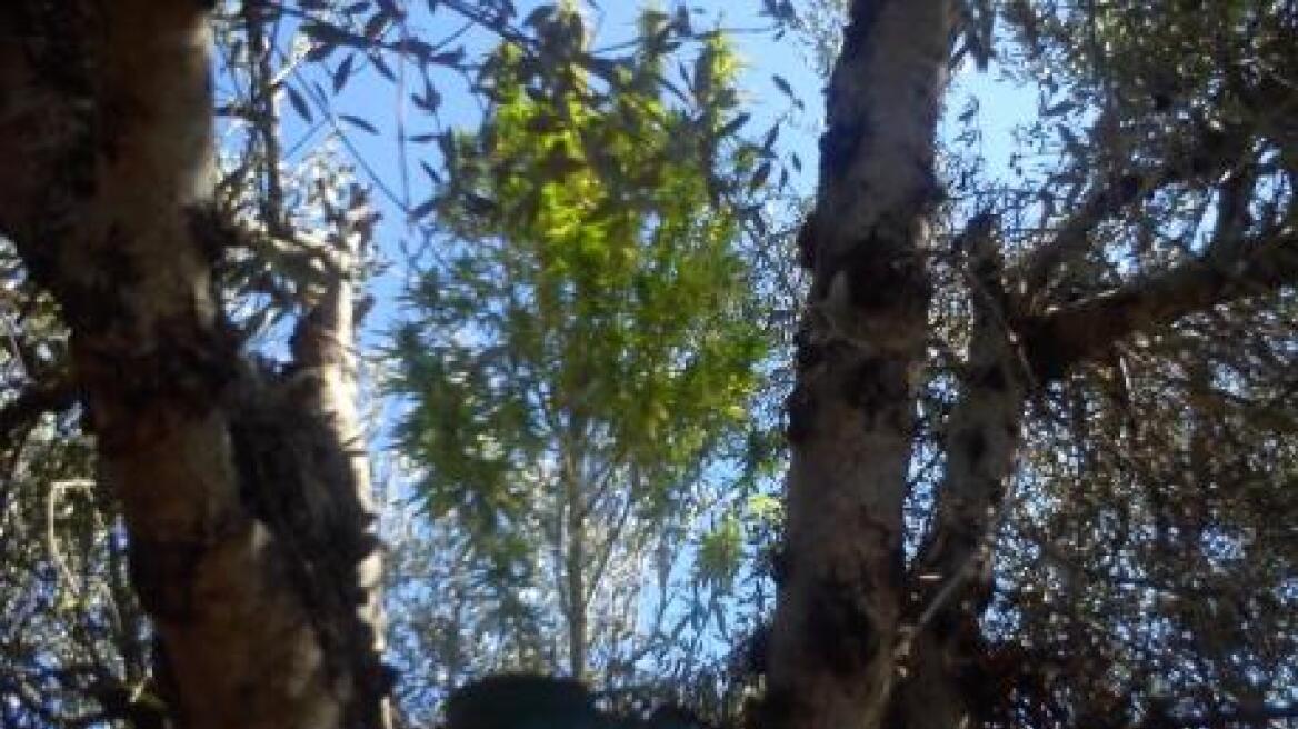 Αμαλιάδα: 52χρονος καλλιεργούσε χασίς στο σπίτι του 
