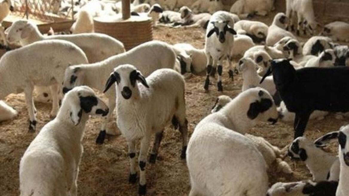 Κρήτη: Τη μια μέρα έκλεψε 15 πρόβατα, την επόμενη συνελήφθη