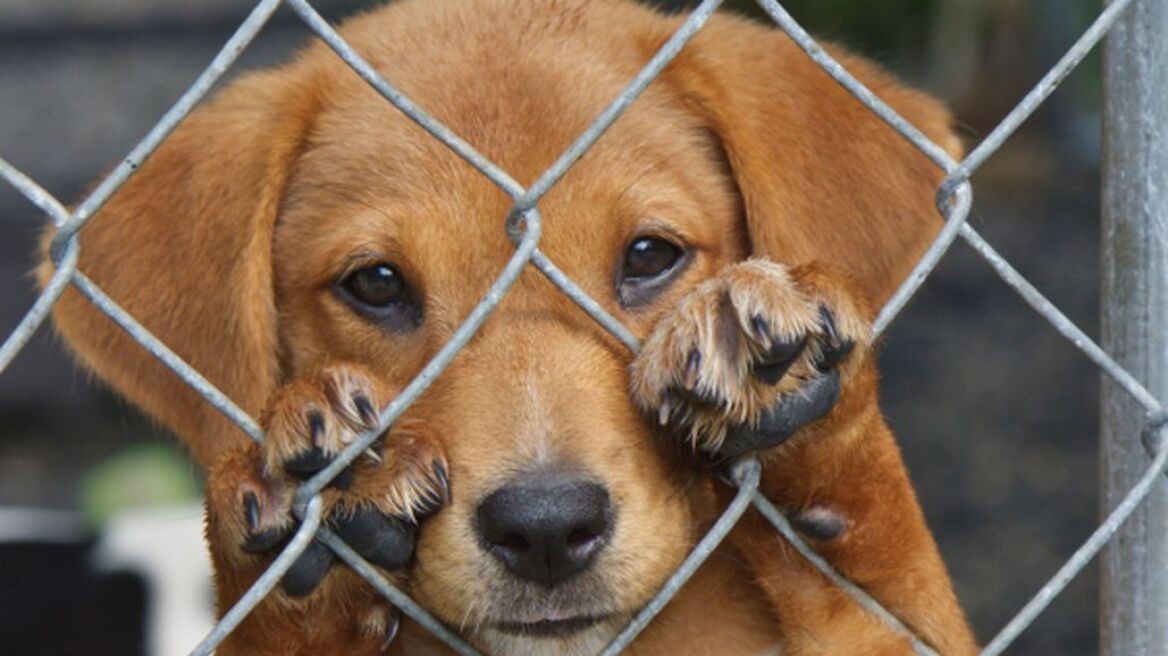 Ένας χρόνος φυλάκιση σε 45χρονο για κακοποίηση σκύλων στο Αγρίνιο 