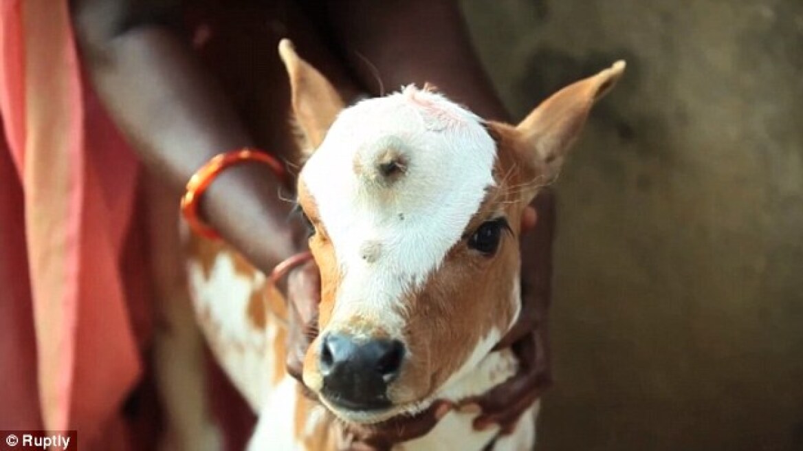 Ινδία: Νεογέννητο μοσχάρι με τρία μάτια λατρεύεται ως μετενσάρκωση του Σίβα