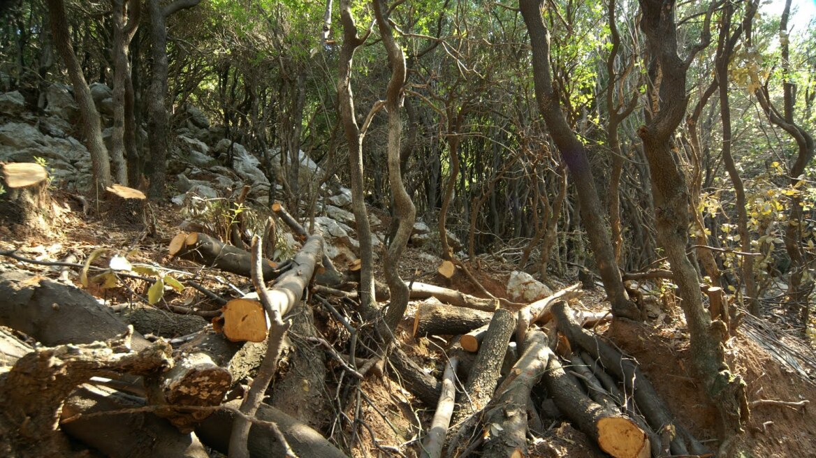 Ηλεία: Λαθροϋλοτόμοι έκοψαν βελανιδιές για εκδίκηση στο δάσος της Φολόης 