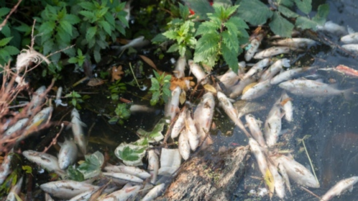 Βρετανία: Εκατοντάδες νεκρά ψάρια σε λίμνη στο ανατολικό Λονδίνο