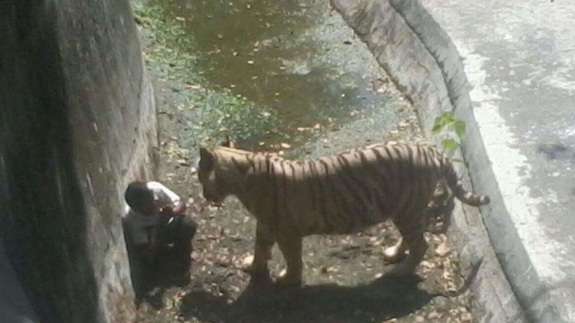 Λευκή τίγρη σκότωσε 20χρονο στο ζωολογικό κήπο στο Νέο Δελχί