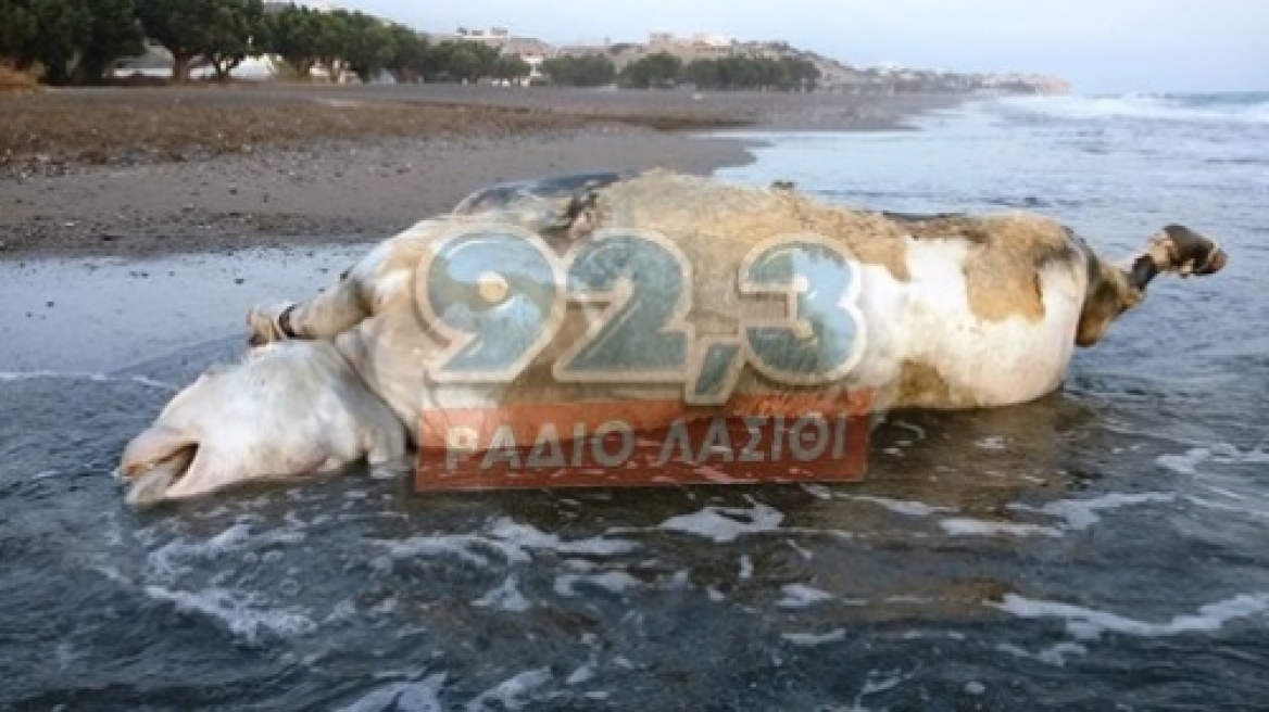 Κρήτη: Η θάλασσα ξέβρασε νεκρό ταύρο