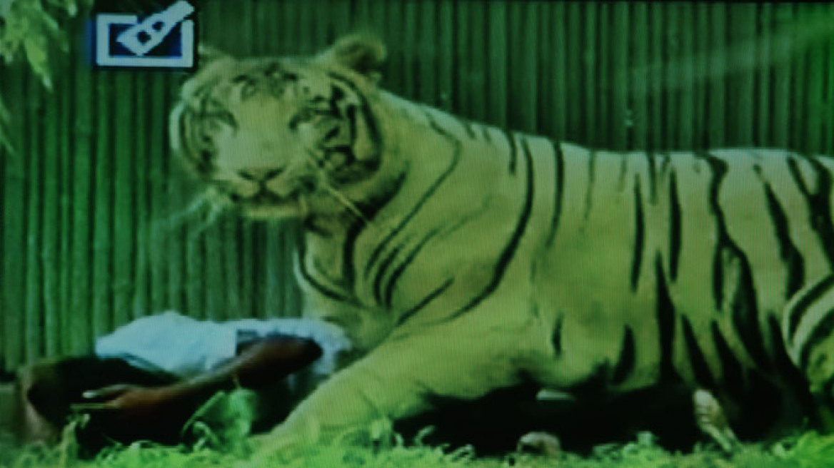 Προσοχή, σκληρό βίντεο: Δείτε τη λευκή τίγρη να κατασπαράζει τον 20χρονο