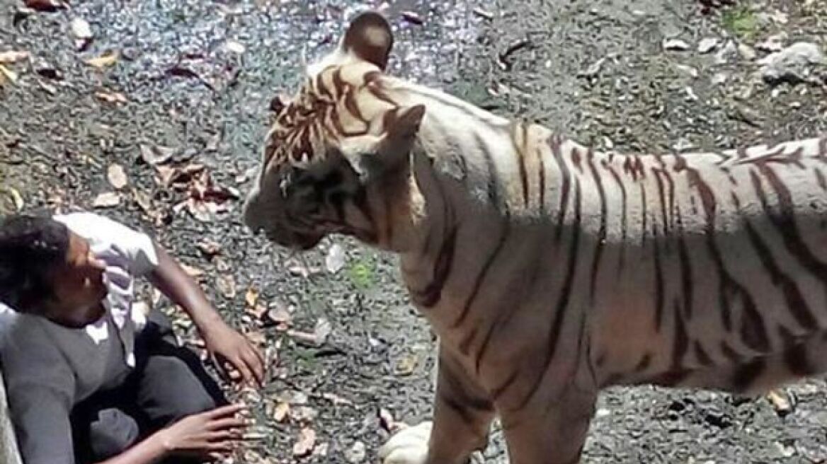 Ινδία: Το θύμα φταίει που βρέθηκε στο κλουβί της τίγρης, λένε από τον ζωολογικό κήπο