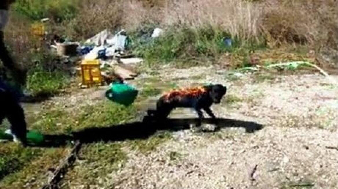 Τρεις ανήλικοι Ρομά έκαψαν ζωντανό σκύλο στην Άρτα! 