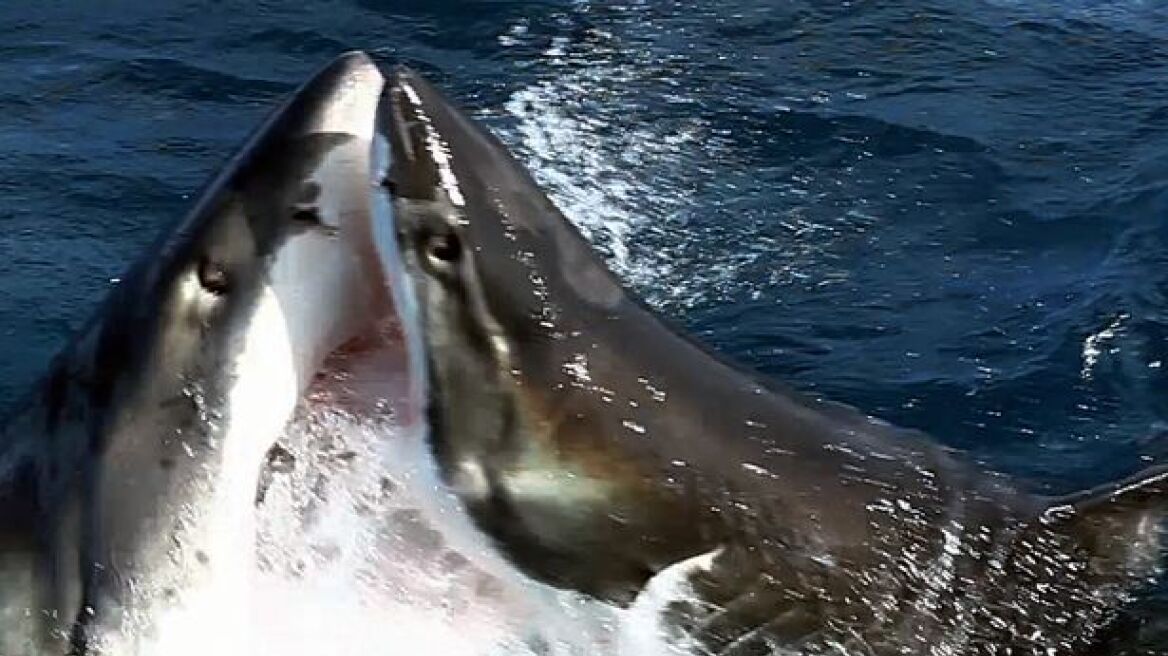 Τρομερό βίντεο: Γιγάντιος λευκός καρχαρίας κατασπαράζει άλλο λευκό καρχαρία!