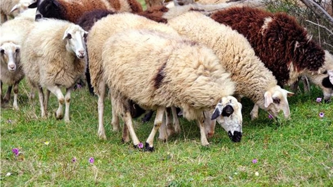 Μεγάλο πλήγμα στην κτηνοτροφία του Έβρου από τη ζωονόσο της ευλογιάς	