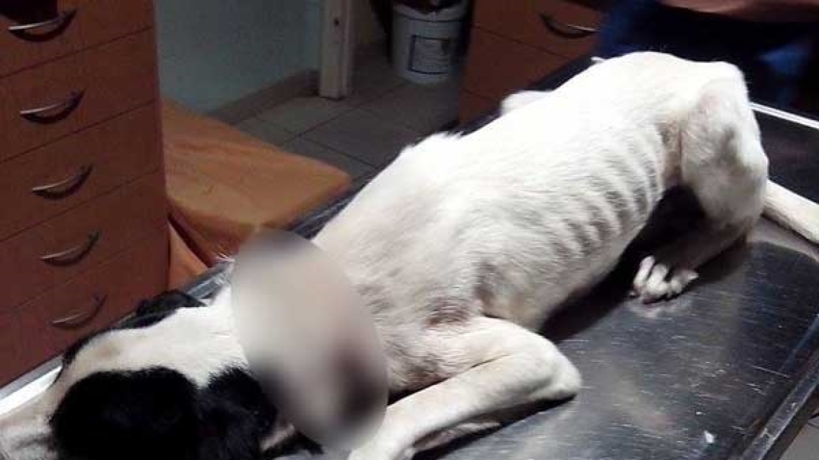 Φρίκη στην Πρέβεζα: Έδεσαν σκύλο με σύρμα σε δέντρο