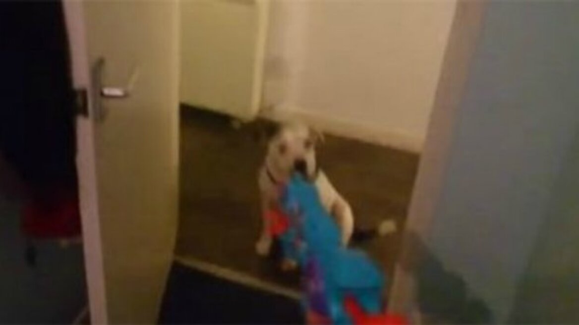 Βίντεο: Απίστευτη ηθοποιία από σκύλο που κάνει τον πεθαμένο