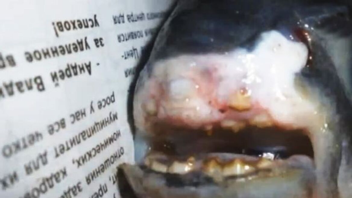 Βίντεο: Βρήκαν ψάρι με ανθρώπινα δόντια στη Ρωσία!