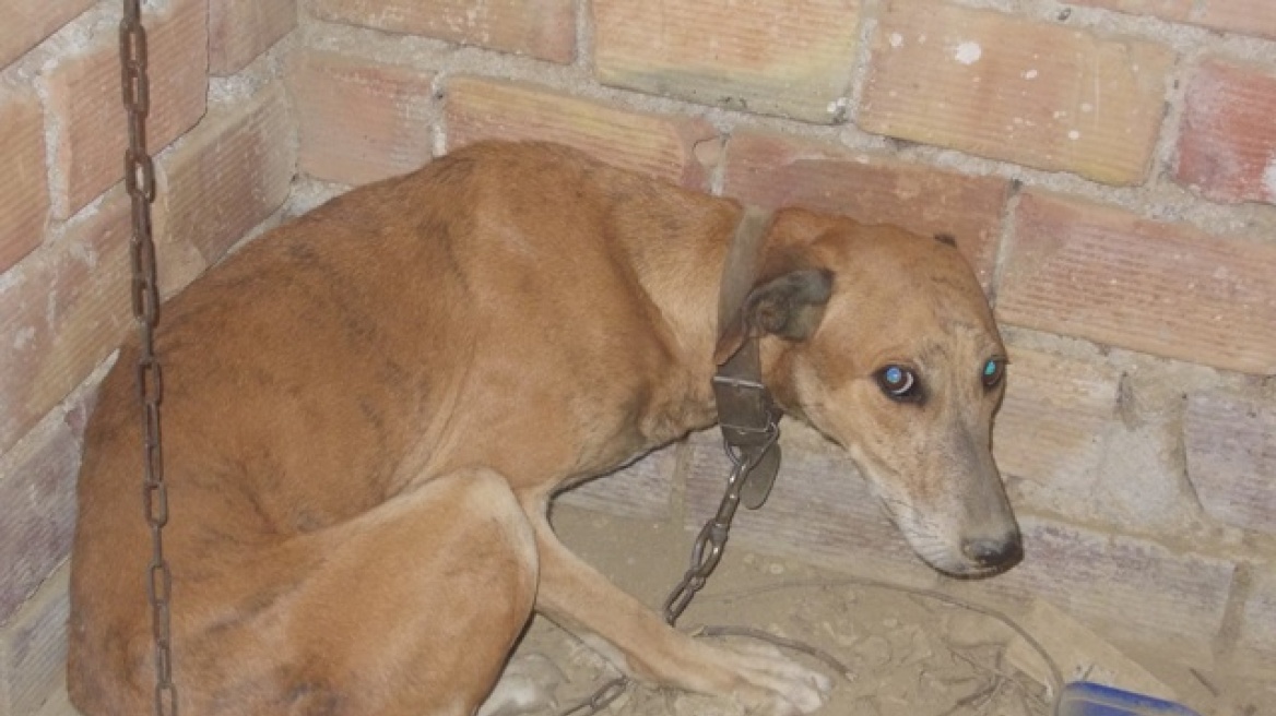Βίντεο: Νέα περίπτωση κακοποίησης σκύλων στα Χανιά