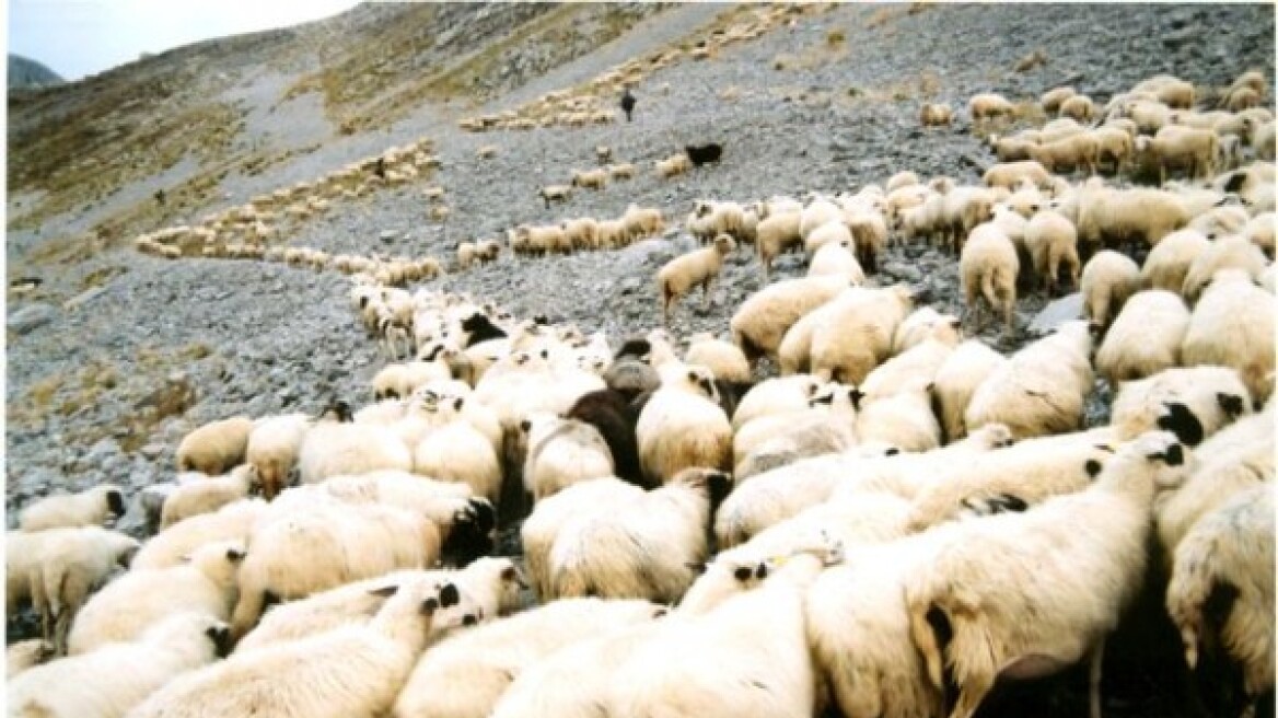 Εγκρίθηκε πίστωση 6,5 εκατ. ευρώ για αποζημιώσεις σε κτηνοτρόφους