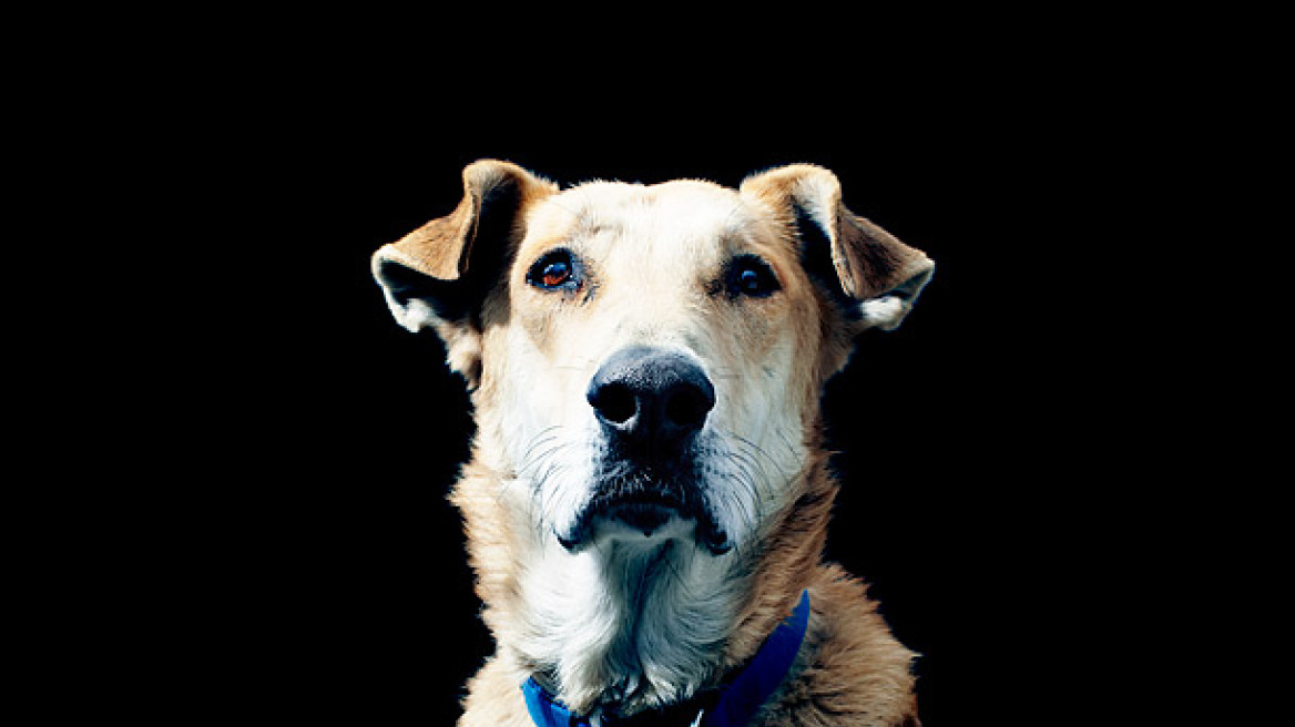 «Μνημόσυνο» για τον «Λουκάνικο», τον σκύλο-σύμβολο των διαδηλώσεων του 2011 στην Αθήνα