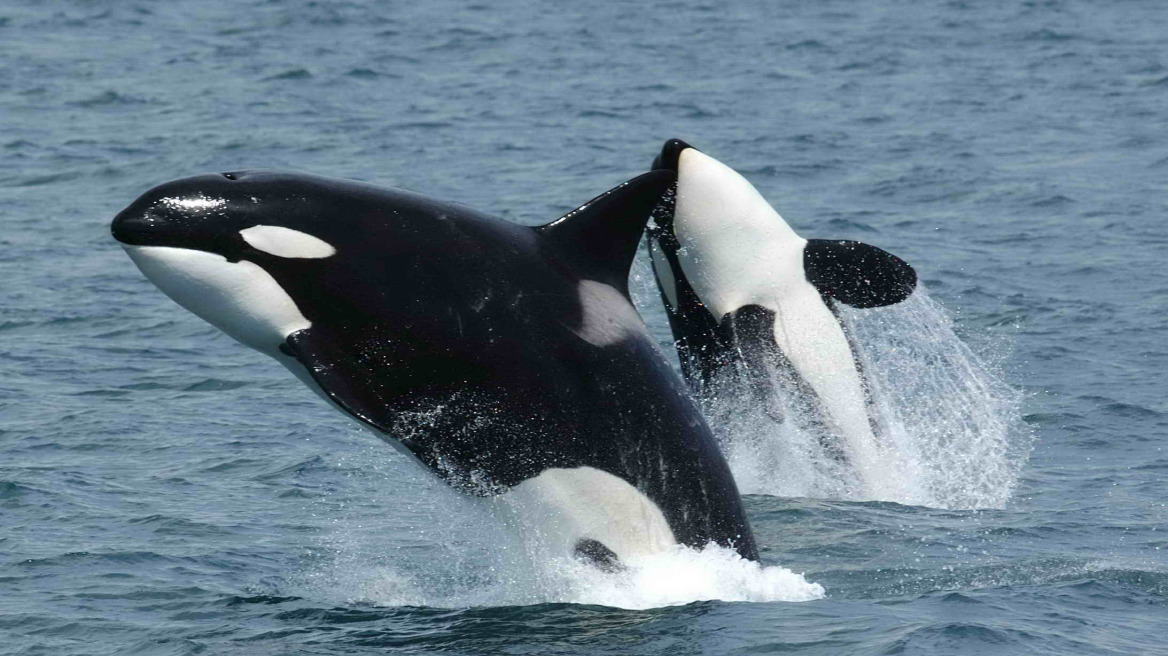 Βίντεο: Κοπάδι από φάλαινες - δολοφόνους στις ακτές της Αλάσκας