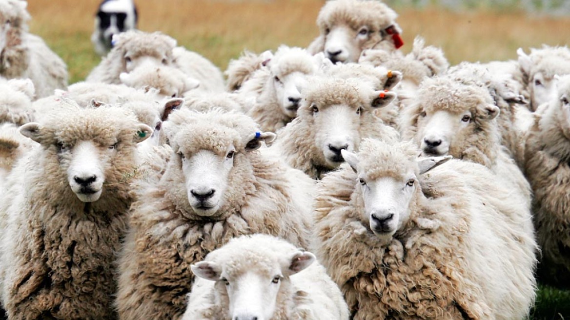 Θεσσαλονίκη: Στο σφυρί βγάζει κοπάδι με πρόβατα ο δήμος Πολυγύρου
