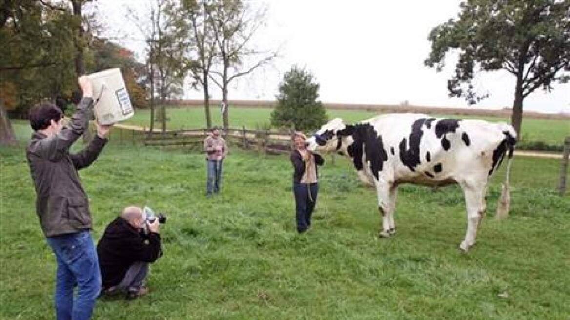 Βίντεο: Αυτή είναι η υψηλότερη αγελάδα στον κόσμο