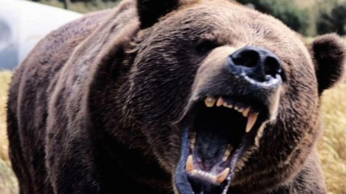 ΗΠΑ: Αρκούδα έτρωγε για μέρες το σώμα ηλικιωμένου άντρα