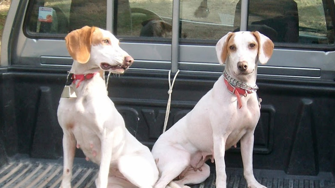 «Τσουβάλιασε» δυο σκυλιά και τα φόρτωσε σε φορτηγό!