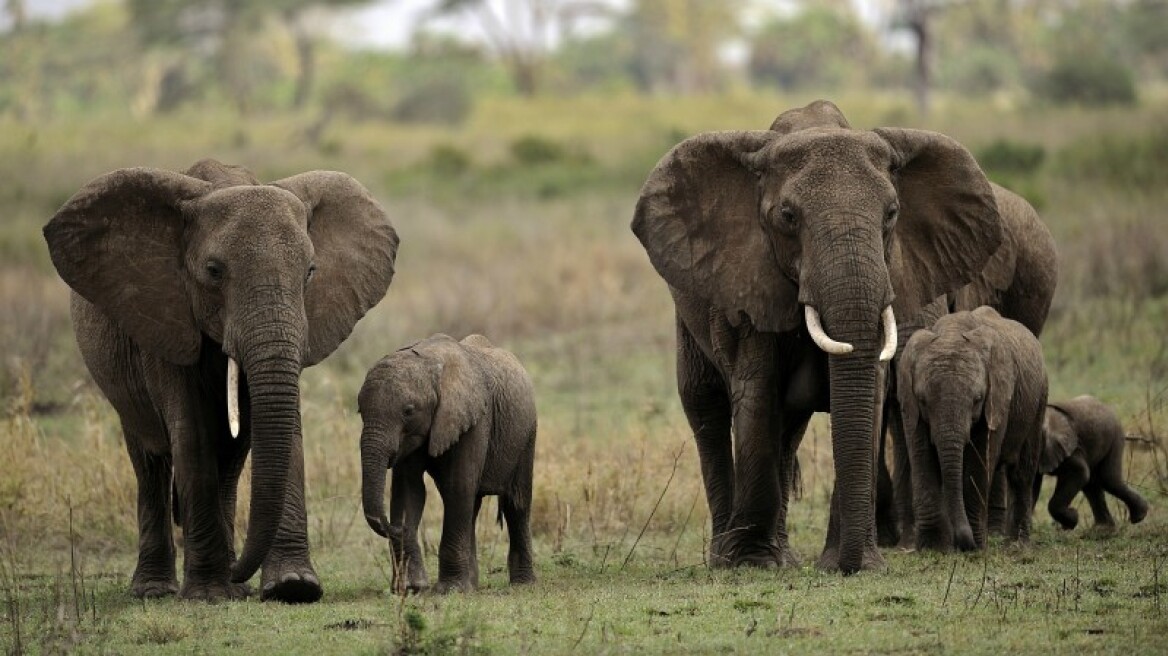 Οι ελέφαντες ακούνε τη βροχή από απόσταση εκατοντάδων χλμ!