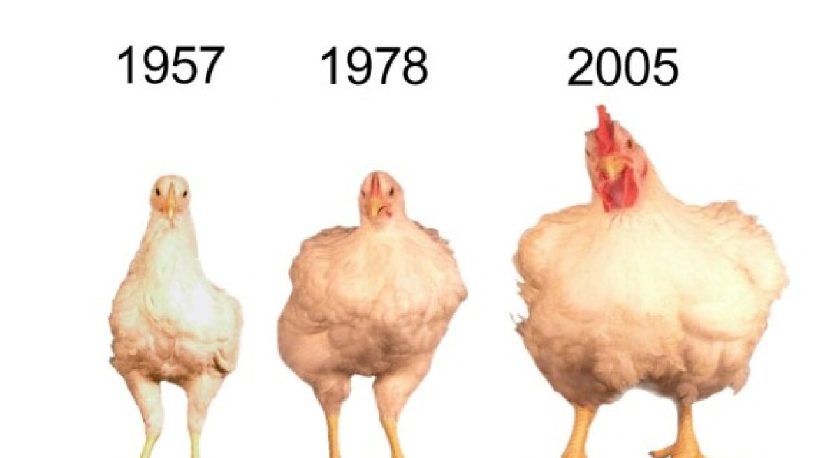 Τρεις φορές μεγαλύτερα τα σημερινά κοτόπουλα από αυτά του 1957