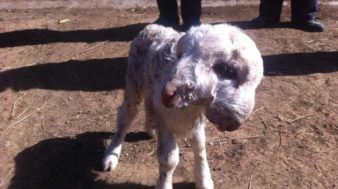 Πρωτοφανές: Πρόβατο στην Κίνα γεννήθηκε με δύο κεφάλια!