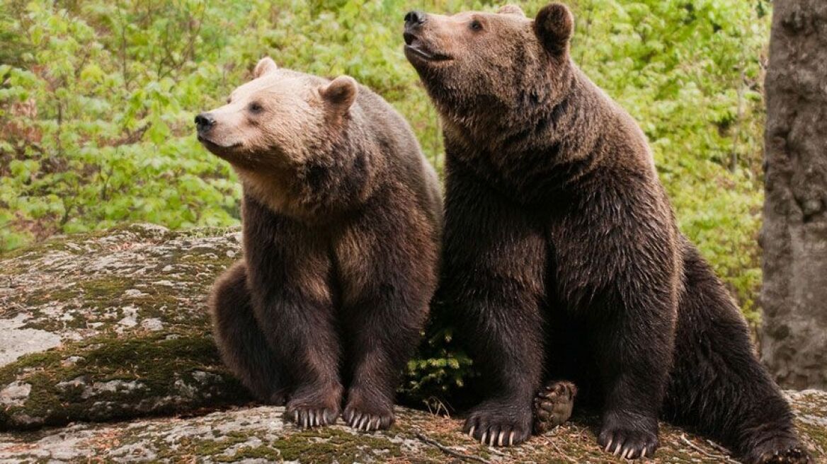 Σμόλικας: Έκαναν τους λύκους για να γλυτώσουν από τις αρκούδες
