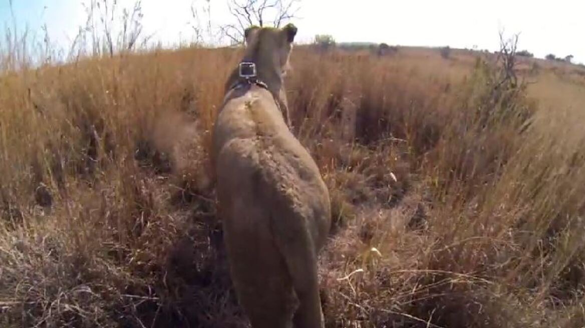 Κυνήγι με τον βασιλιά των ζώων: Βίντεο καταγράφει τα πάντα από τη ράχη ενός λιονταριού