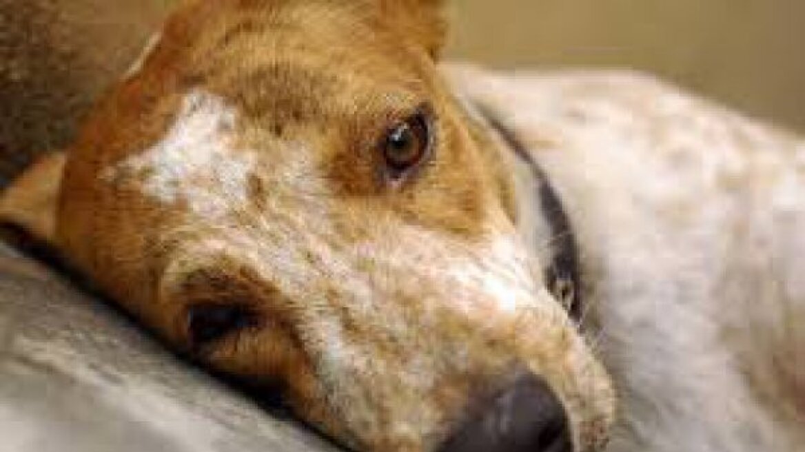 Νέα «καμπάνα» για κακοποίηση σκύλου στη Θεσσαλονίκη