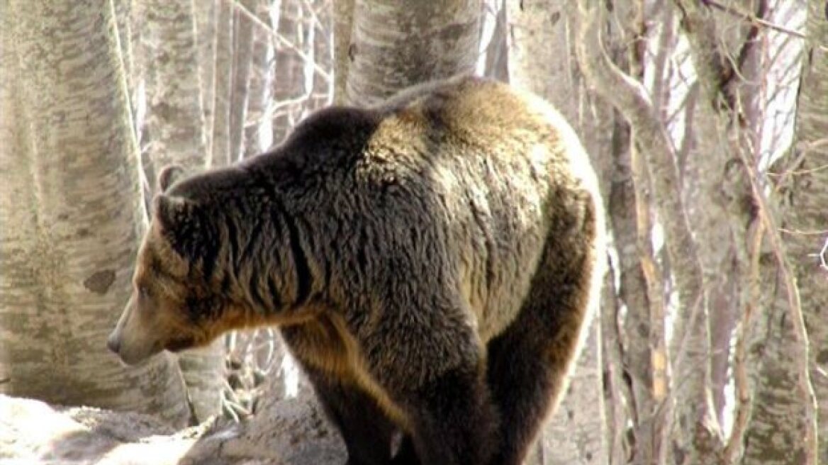 Αρκούδα έκανε «βόλτα» στο Άργος Ορεστικό