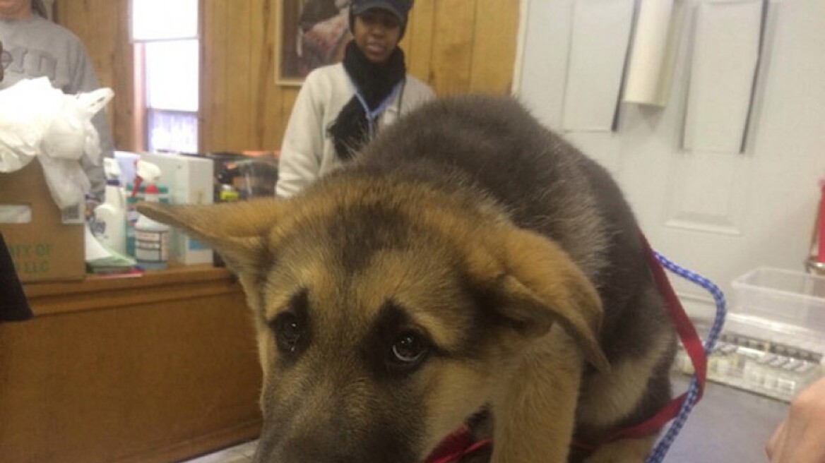 Ο τρόμος στο βλέμμα των σκύλων όταν επισκέπτονται τον κτηνίατρο
