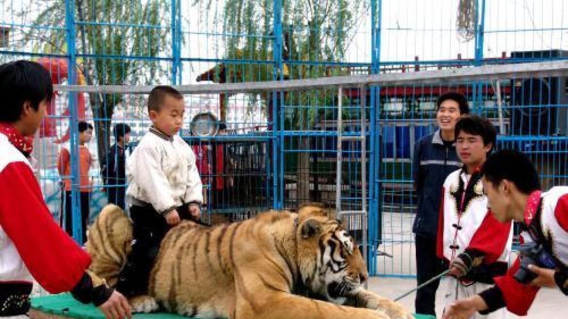 Κίνα: Τίγρης σκότωσε οκτάχρονο κορίτσι σε τσίρκο