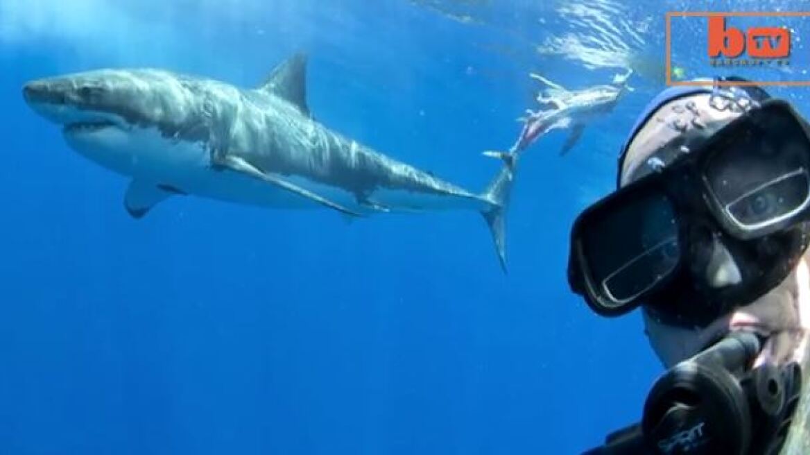 Βίντεο: Έβγαλε selfie με Λευκό Καρχαρία