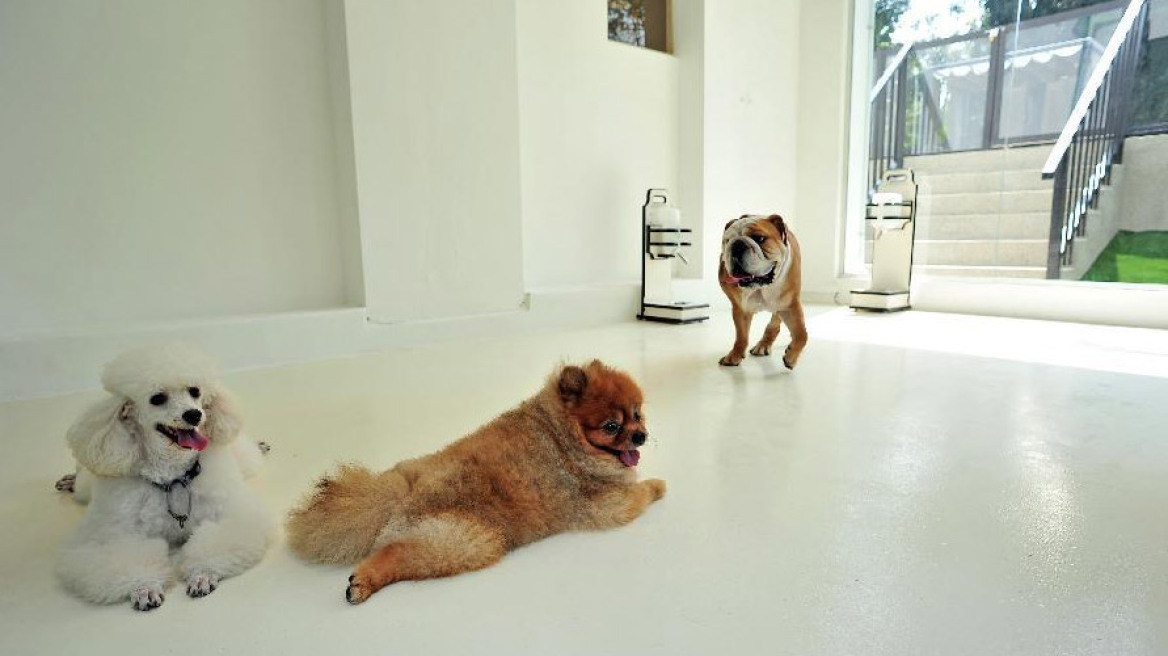 Σιγκαπούρη: Άνοιξε το πρώτο ξενοδοχείο πολυτελείας για... σκύλους!