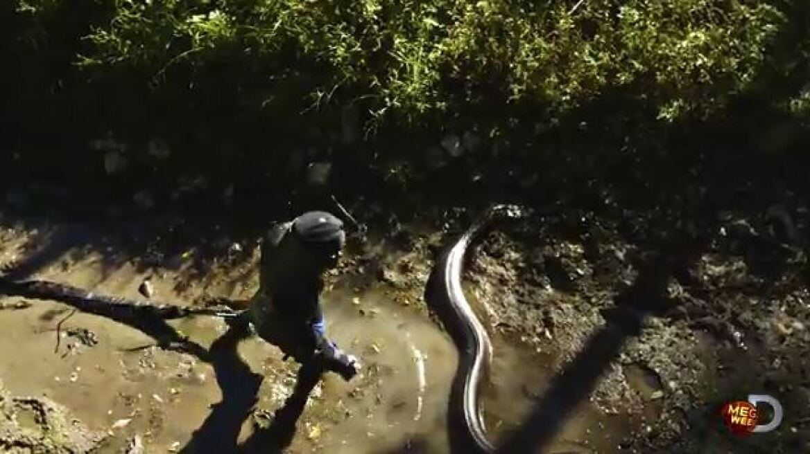 Βίντεο: Σάλος με εκπομπή του Discovery όπου ανακόντα τρώει ζωντανό έναν άνθρωπο