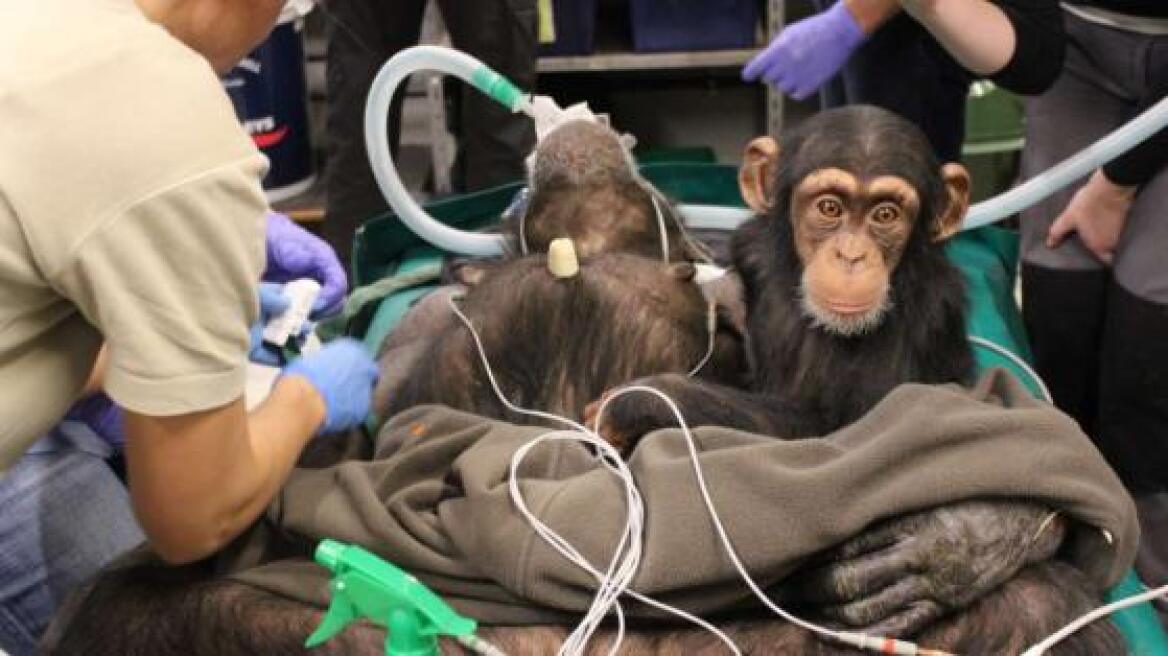 Μωρό χιμπατζής δεν αποχωρίζεται τη μαμά του ούτε στο χειρουργείο  