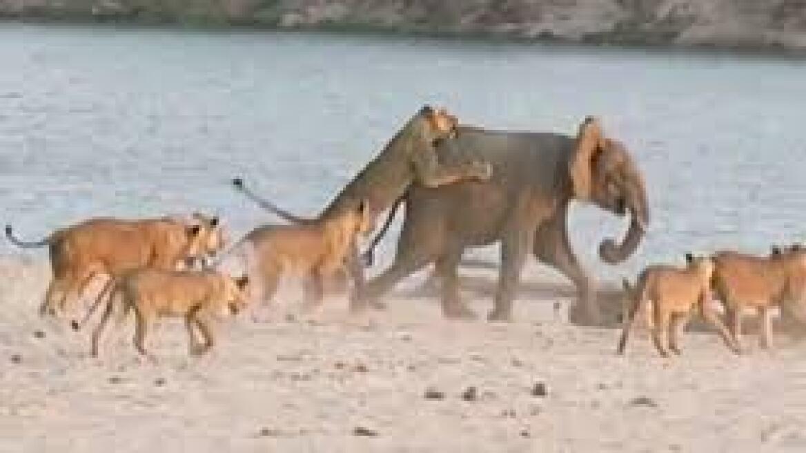 Δείτε βίντεο: Το γενναίο ελεφαντάκι που νίκησε 14 λιοντάρια!