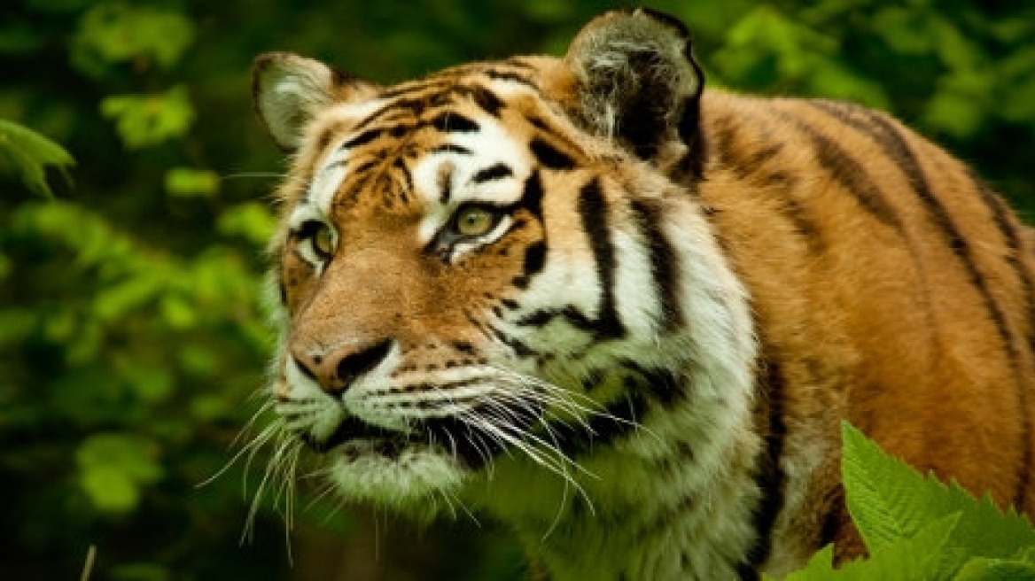 Γαλλία: Μεγάλη αστυνομική επιχείρηση για τον εντοπισμό μιας... τίγρης