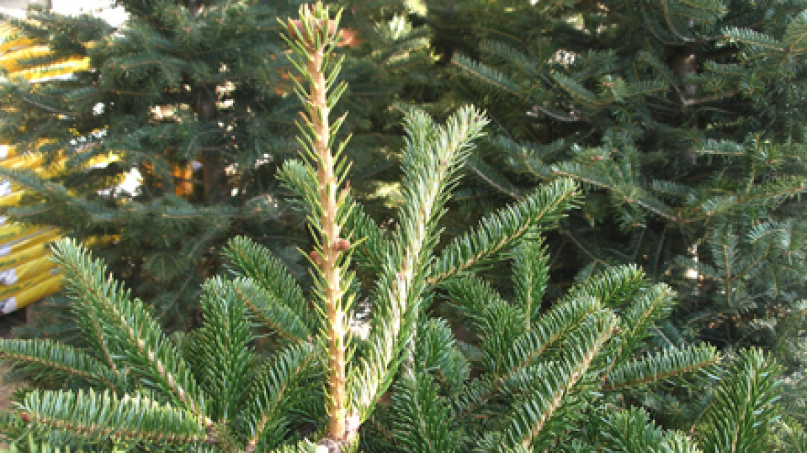Πράσινο φως για να κοπούν 151.728 χριστουγεννιάτικα δέντρα σε όλη την Ελλάδα