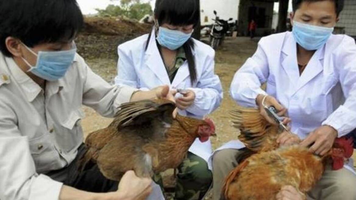 «Συναγερμός» στην Ευρώπη για τη γρίπη των πτηνών