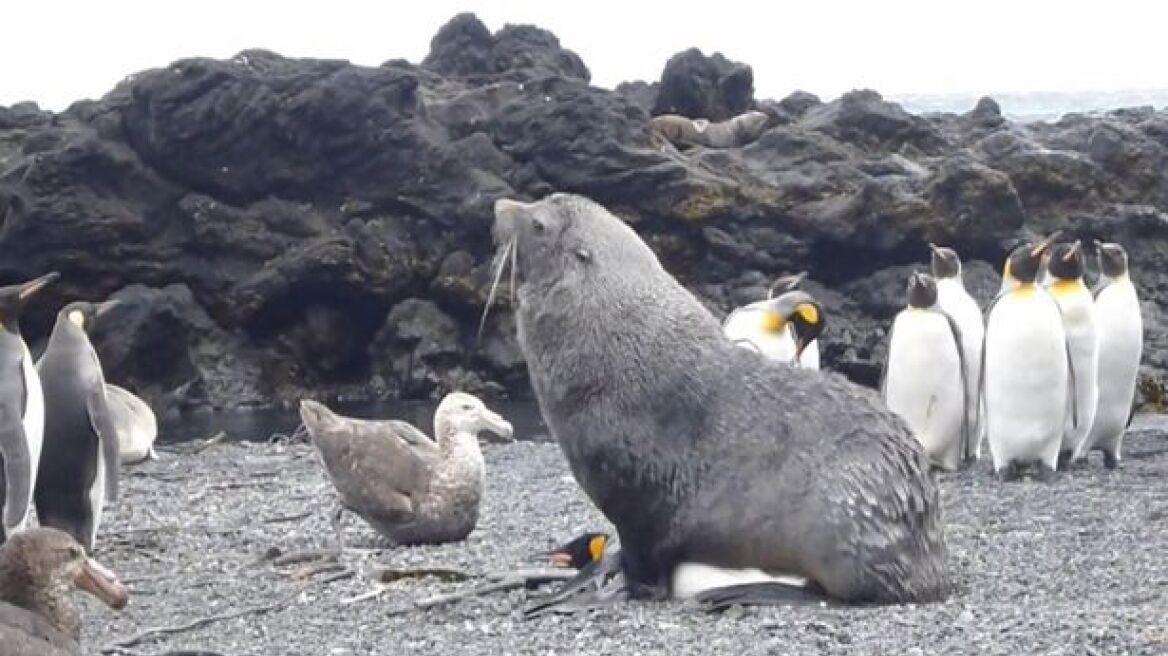 Βίντεο σοκ: Φώκια βιάζει πιγκουίνο!