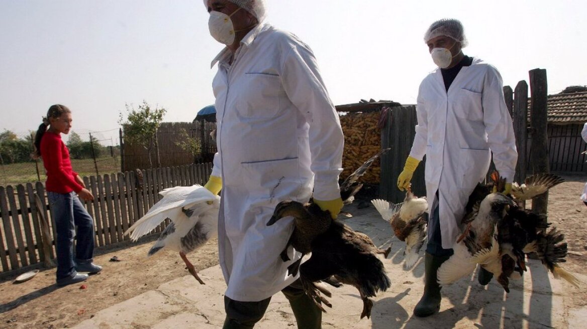 Αίγυπτος: Νέος θάνατος από τη γρίπη των πτηνών 